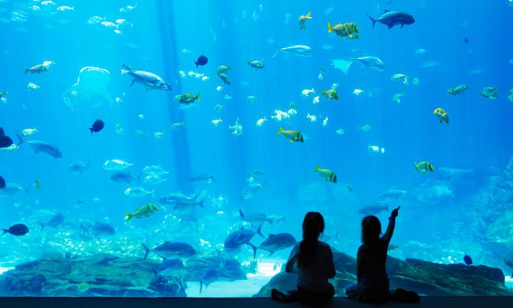 Kids pointing at the fish at Georgia Aquarium.