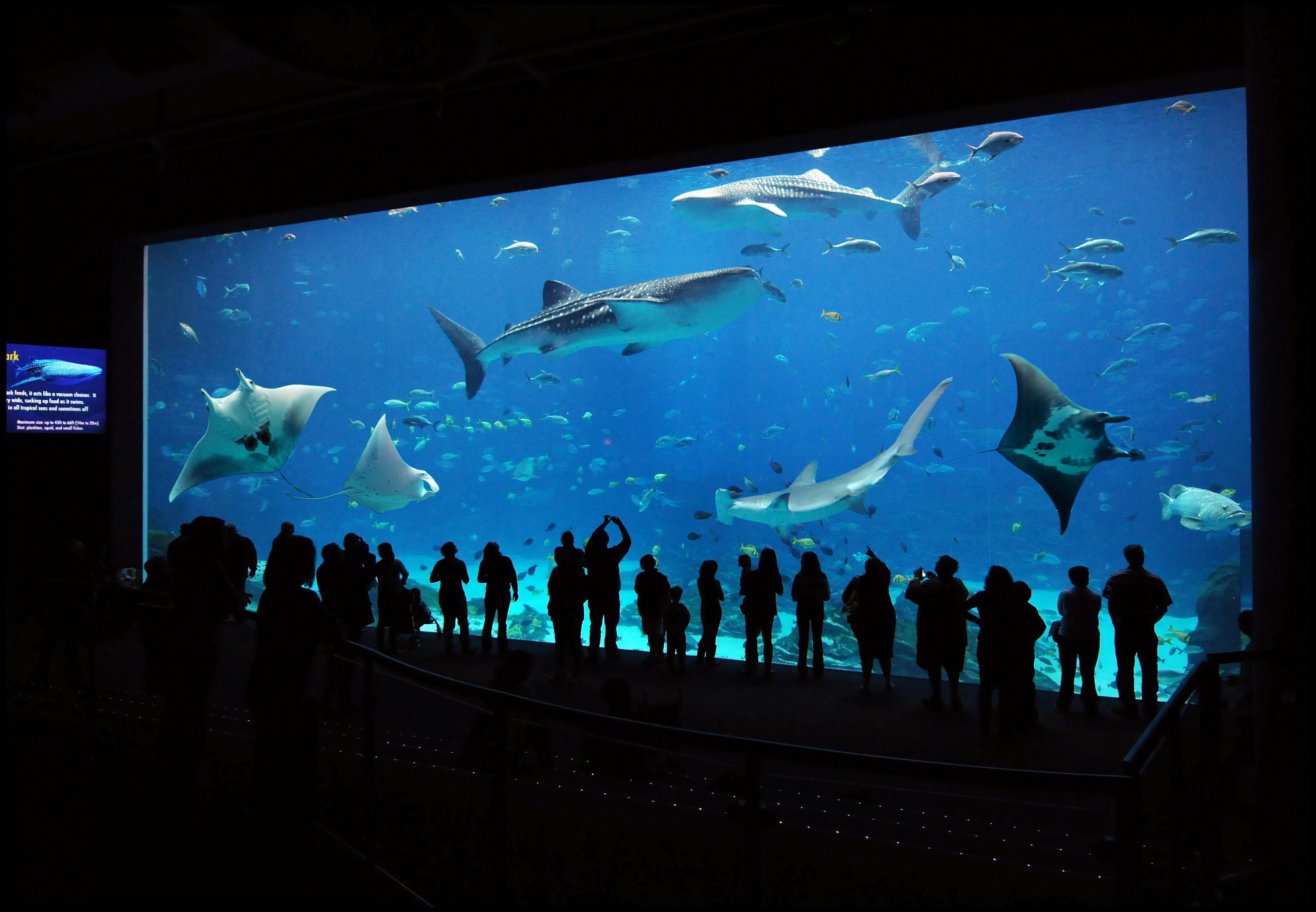 sips under the sea ga aquarium zirklekishaba99