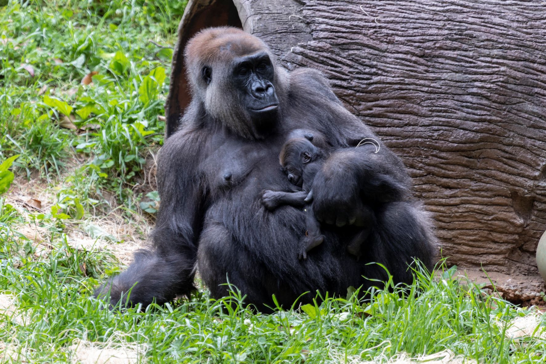 image of gorillas at Zoo Atlanta 