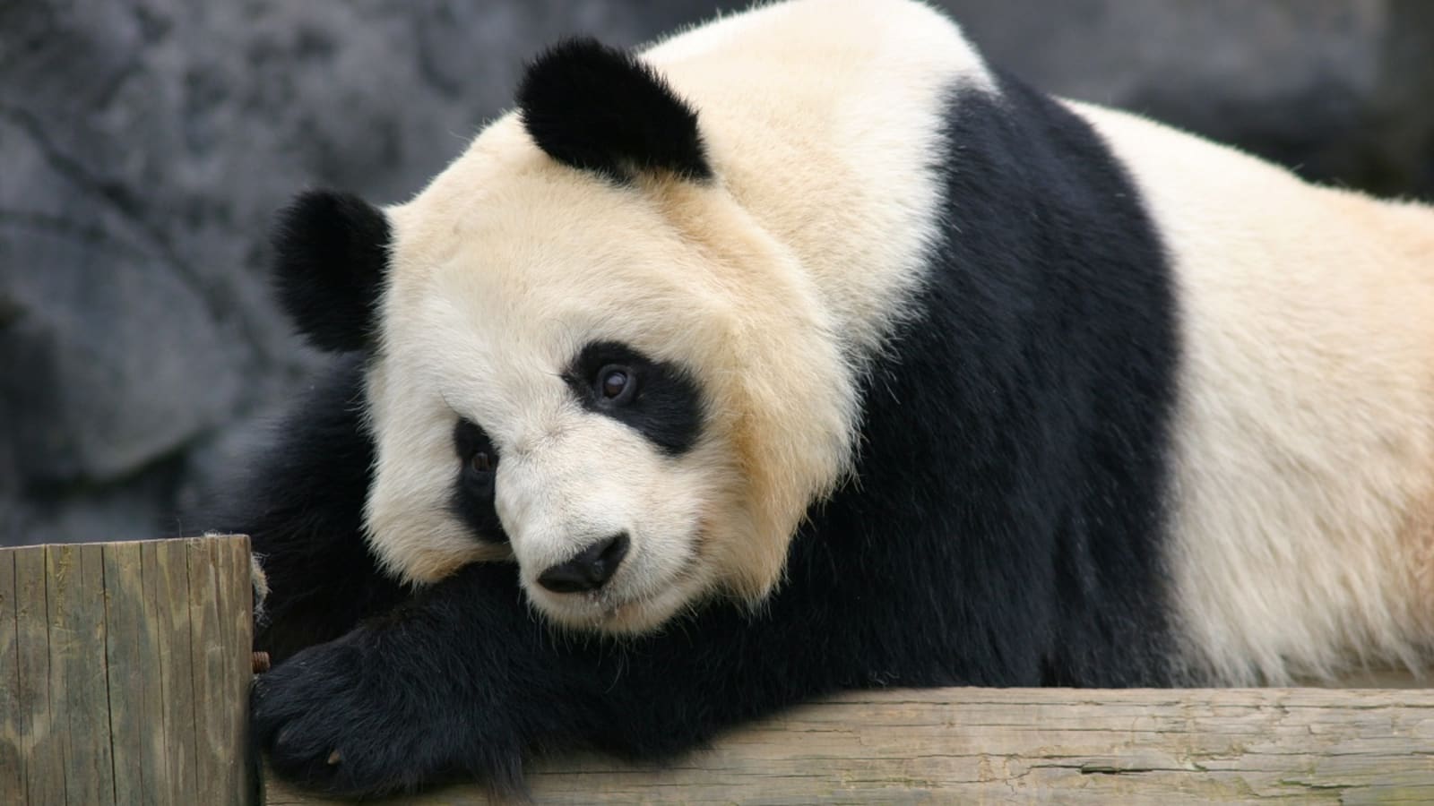 Panda Family NightCrawler Overnight