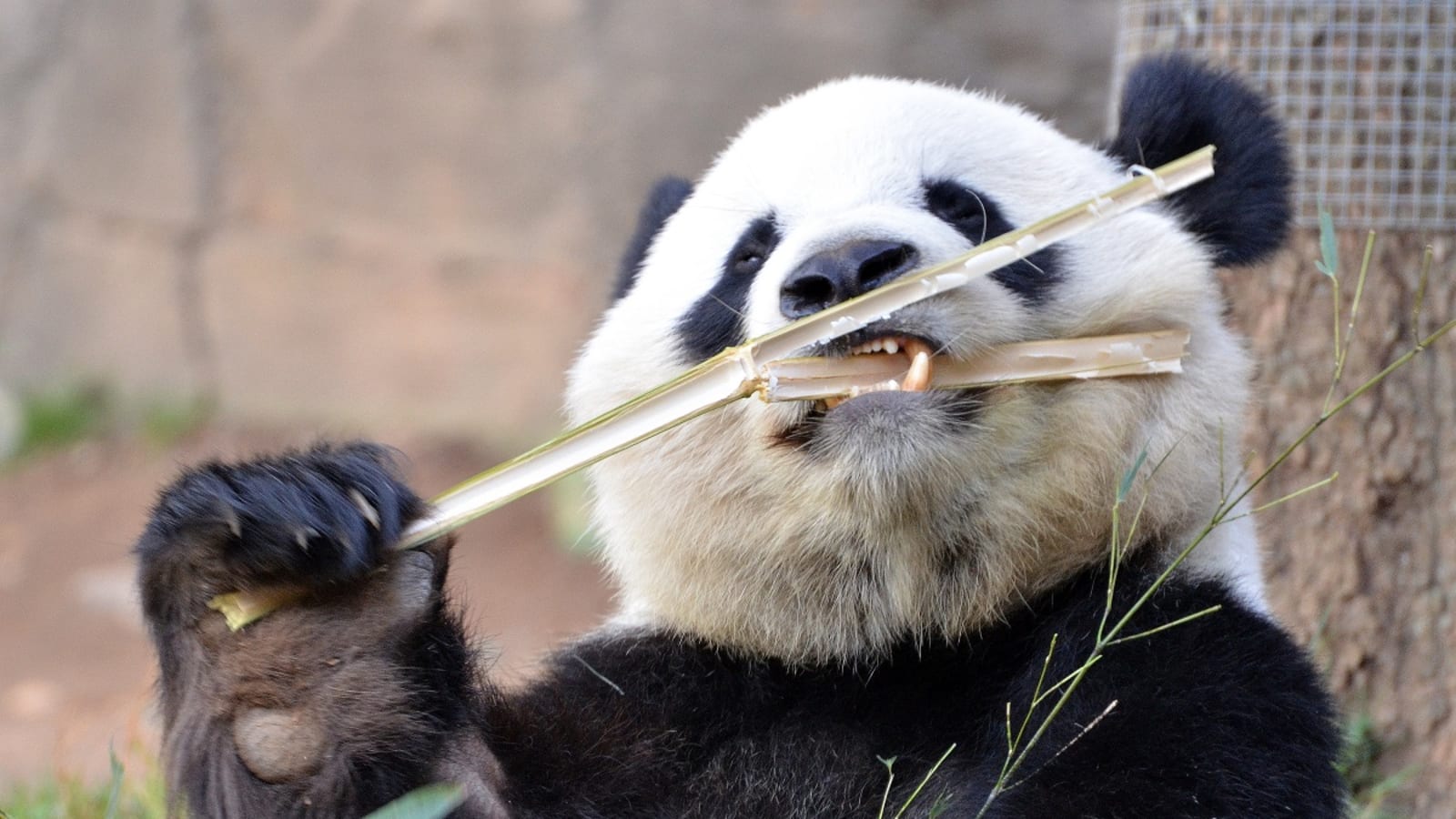 Rise and Dine with the Animals: Pandas