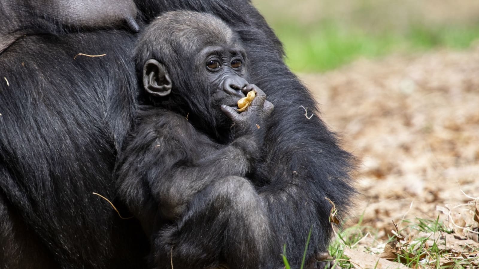 Rise and Dine with the Animals: Gorillas