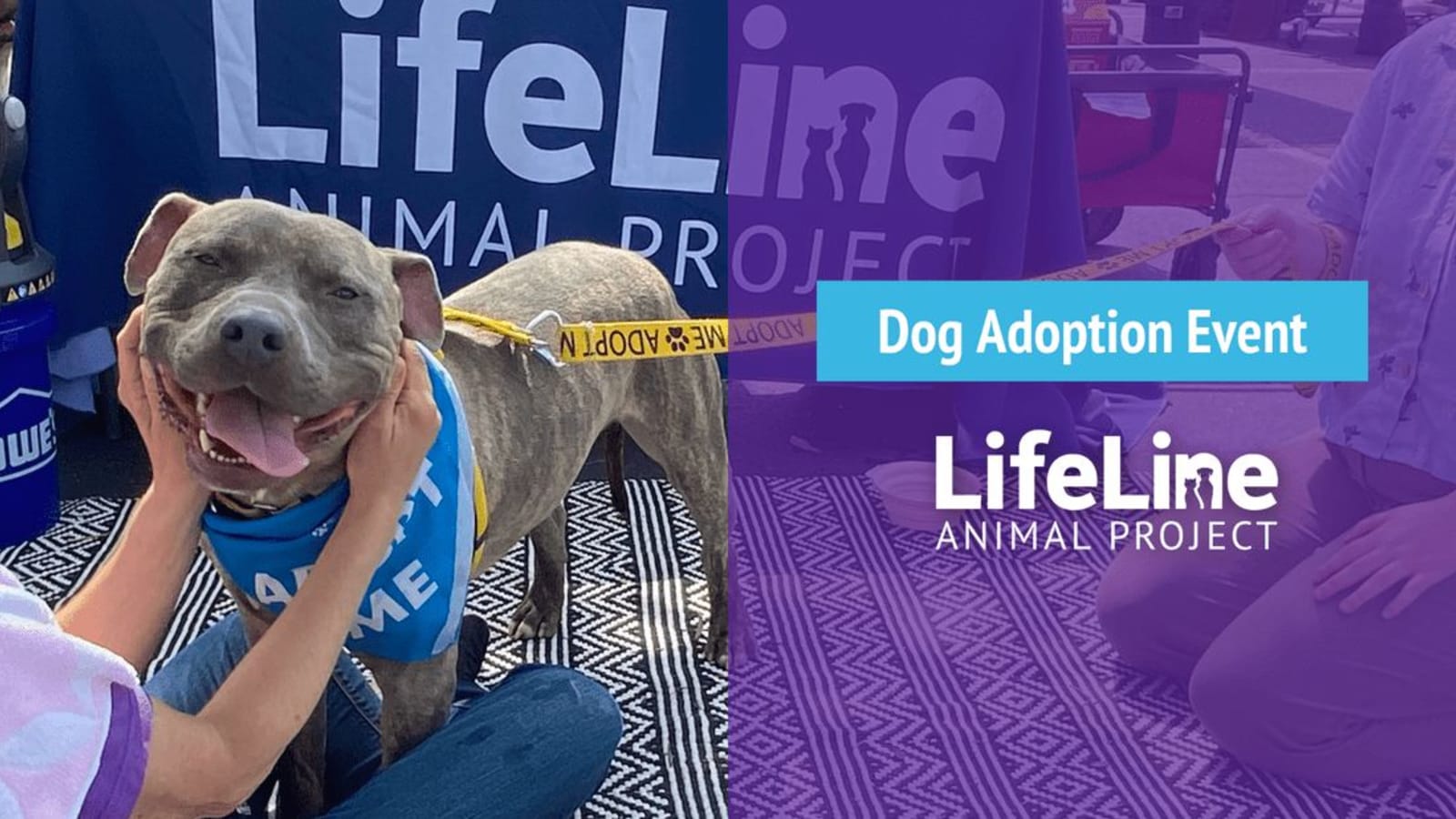 PetSmart (Dunwoody) Dog Adoption Event