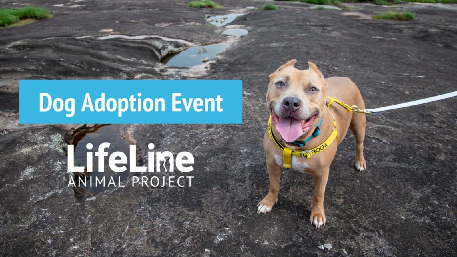 Moondog Pub & Grub Dog Adoption Event