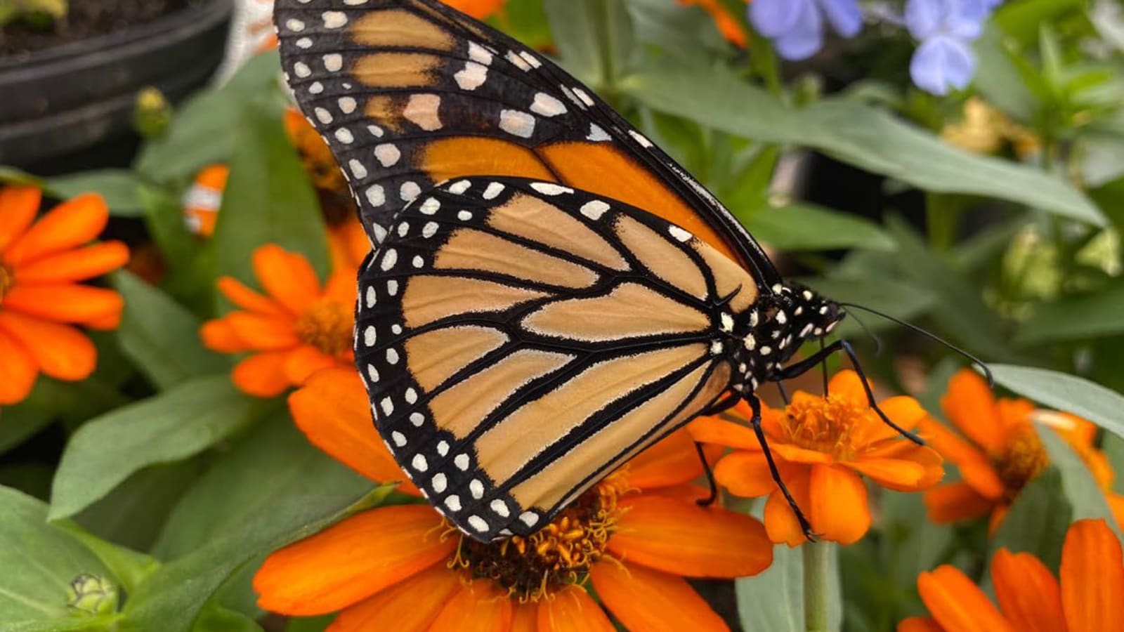 Butterfly Encounter at the CNC