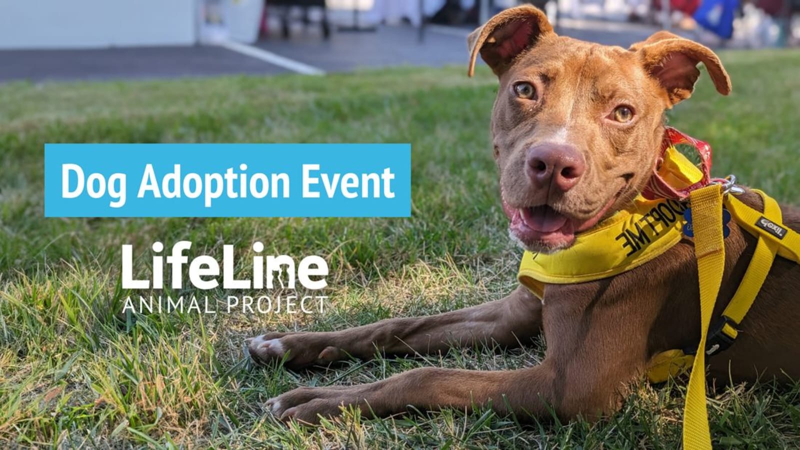 Watch PAWty presented by Boehringer Ingelheim Dog