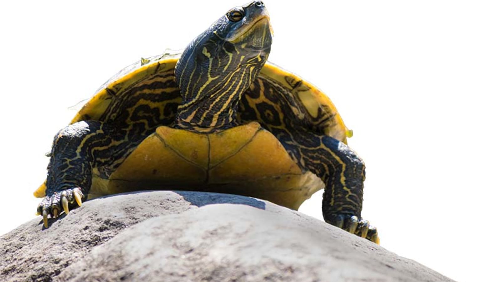Turtles