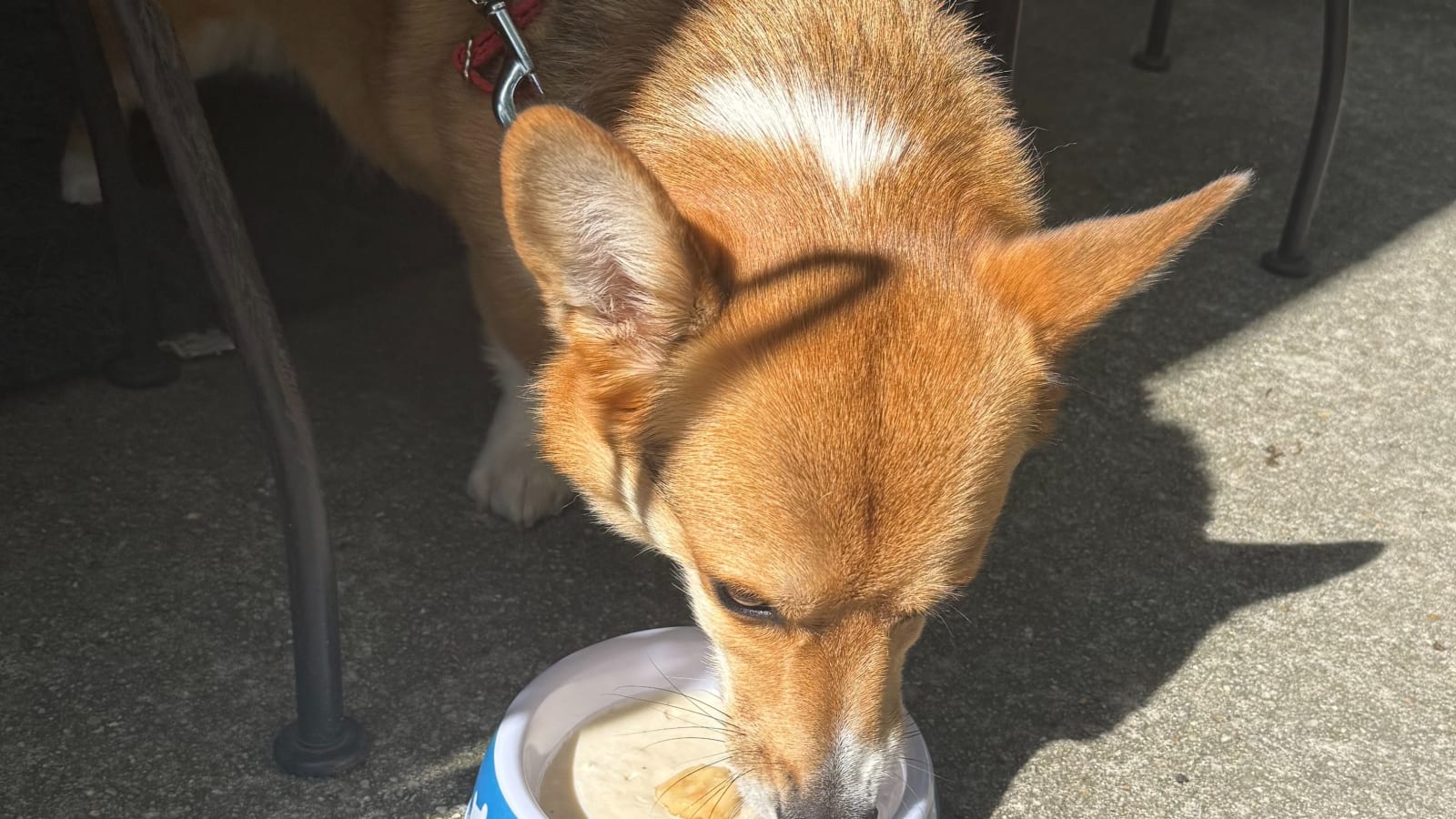 Paws on the Patio at Vesper