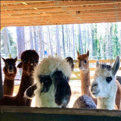 Weekend Creekwater Alpaca Farm Barn Tour