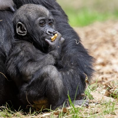 Rise and Dine with the Animals: Gorillas