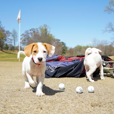 Atlanta Humane Golf Classic
