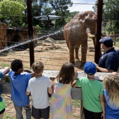 Summer Safari Camp at the Zoo