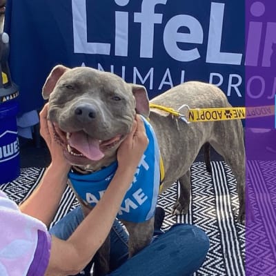 PetSmart (Camp Creek) Dog Adoption Event