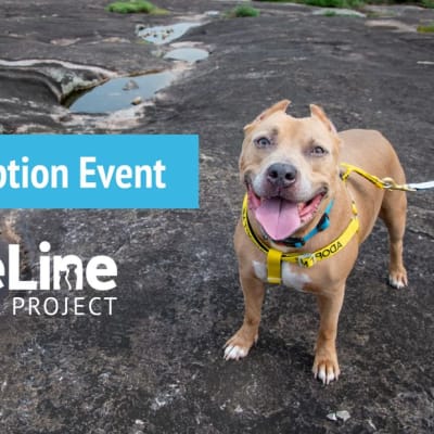 Moondog Pub & Grub Dog Adoption Event