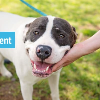 PetSmart (Tucker) Dog Adoption Event