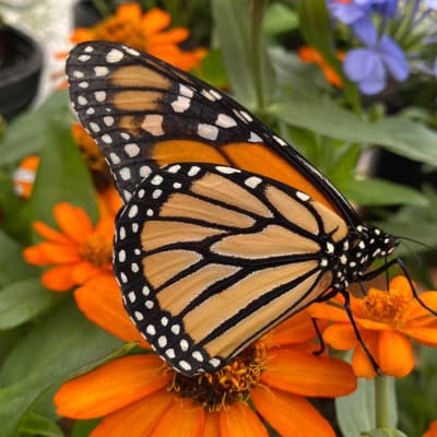 Butterfly Encounter at the CNC