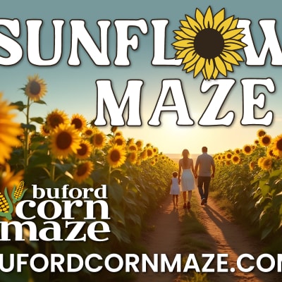 Sunflower Maze at Buford Corn Maze
