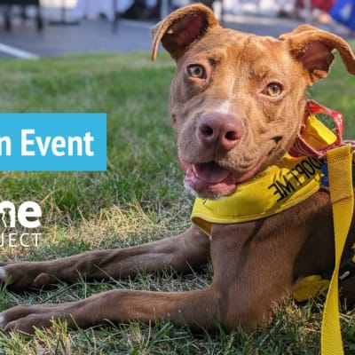 Watch PAWty presented by Boehringer Ingelheim Dog
