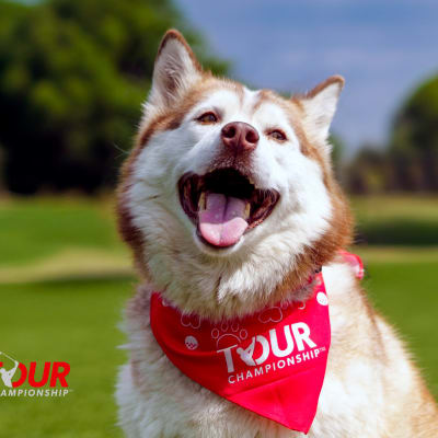 Pup Putt at Atlanta Humane Society
