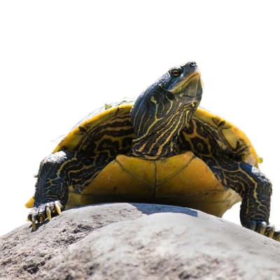 Turtles