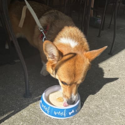 Paws on the Patio at Vesper