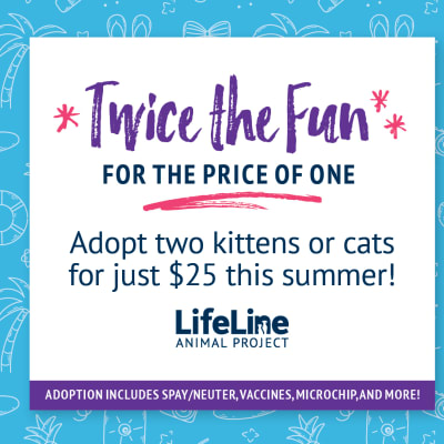 Twice the Fun Cat Adoption Event
