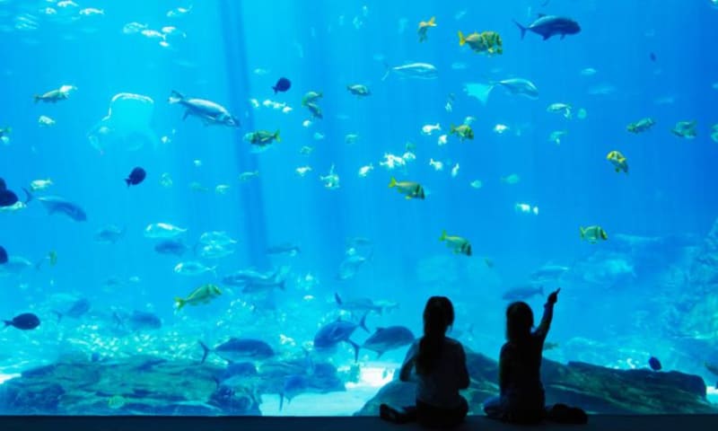 Kids pointing at the fish at Georgia Aquarium.